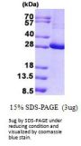Human KCTD11 Recombinant Protein