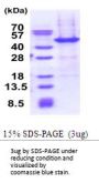 Human NAIF1 Recombinant Protein