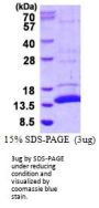 Mouse S100A15 Recombinant Protein