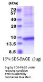 Human CXCL17/VCC-1 Recombinant Protein