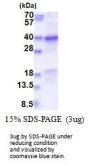 Human GET4 Recombinant Protein