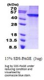 Human ARC Recombinant Protein