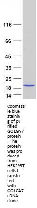 GOLGA7 (NM_001002296) Human Recombinant Protein
