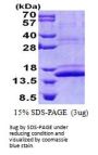 Human CMC1 Recombinant Protein