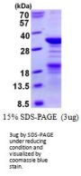 Human NPM2 Recombinant Protein