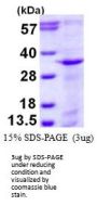 Human Syntaxin 12 Recombinant Protein