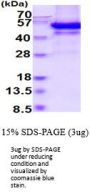 Mouse Testican 3/SPOCK3 Recombinant Protein