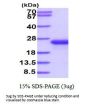 Mouse IL-33 Recombinant Protein