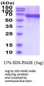 Mouse NKp46/NCR1 Recombinant Protein