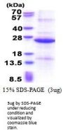 Human REXO1 Recombinant Protein