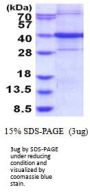 Human ARHGEF39 Recombinant Protein