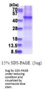 Human AFAP Recombinant Protein