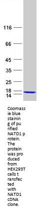 GTL3B (NATD1) (NM_152914) Human Recombinant Protein
