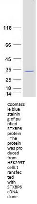 Amisyn (STXBP6) (NM_014178) Human Recombinant Protein