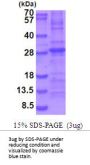 Mouse IL-34 Recombinant Protein