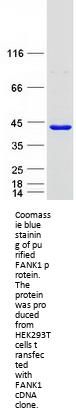 FANK1 (NM_145235) Human Recombinant Protein