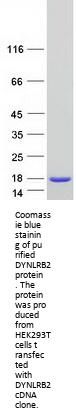 DYNLRB2 (NM_130897) Human Recombinant Protein