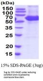 Mouse Carboxylesterase 3/CES3 Recombinant Protein
