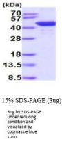 Mouse Hdac8 Recombinant Protein