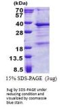 Human THAP3 Recombinant Protein