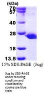 Human PTPMT1 Recombinant Protein