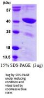 Human TFB1M Recombinant Protein