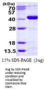 Human Calcium Activated Nucleotidase 1/CANT1 Recombinant Protein