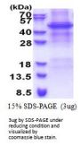 Human APOBEC4 Recombinant Protein