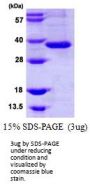 Human Intelectin-1/Omentin Recombinant Protein