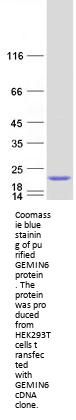 Gemin 6 (GEMIN6) (NM_024775) Human Recombinant Protein