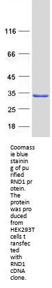 RND1 (NM_014470) Human Recombinant Protein