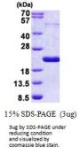Human THRSP Recombinant Protein