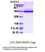 Human FRZB Recombinant Protein
