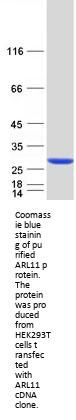ARL11 (NM_138450) Human Recombinant Protein