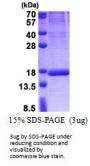Human ISOC2 Recombinant Protein