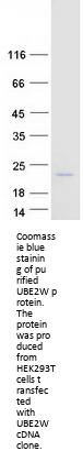 UBE2W (NM_001001481) Human Recombinant Protein