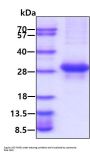 Human CTHRC1 Recombinant Protein