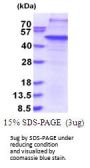 Human THAP11 Recombinant Protein