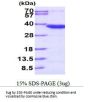 Human Otubain-1 Recombinant Protein