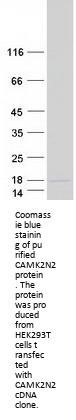 CAMK2N2 (NM_033259) Human Recombinant Protein