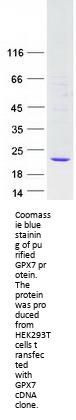 Glutathione Peroxidase 7 (GPX7) (NM_015696) Human Recombinant Protein