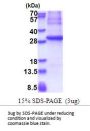 Human GAD1/GAD67 Recombinant Protein