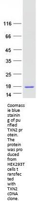 Thioredoxin 2 (TXN2) (NM_012473) Human Recombinant Protein