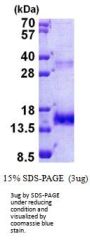Human OLFM1 Recombinant Protein