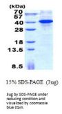 Human MyD88 Recombinant Protein