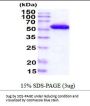 Mouse PBEF/Visfatin Recombinant Protein