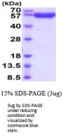 Human PD-L2/B7-DC Recombinant Protein