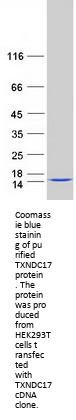 TXNDC17 (NM_032731) Human Recombinant Protein