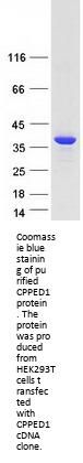 CSTP1 (CPPED1) (NM_018340) Human Recombinant Protein