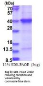 Human THAP7 Recombinant Protein
